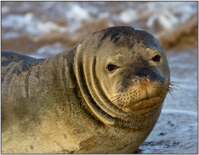 Monk Seal