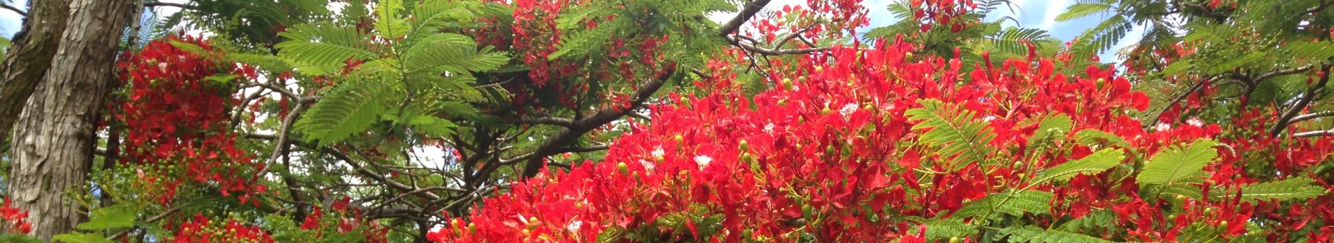 Red Flower Tree_Ali Slous